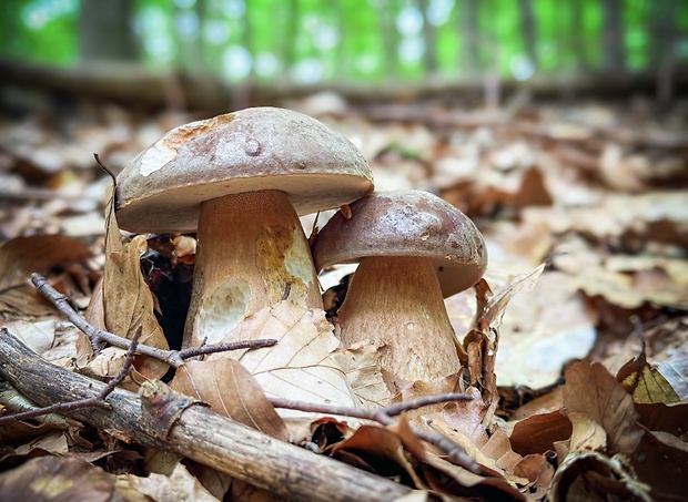 hríb bronzový Boletus aereus Bull. ex Fr.