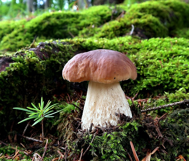 hríb smrekový Boletus edulis Bull.