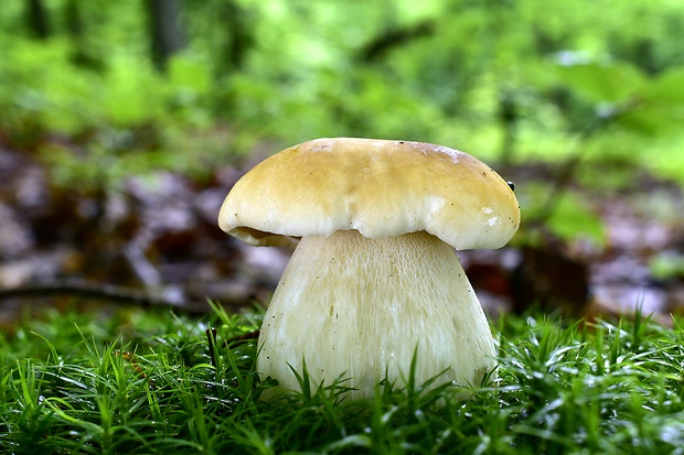 hríb smrekový Boletus edulis Bull.