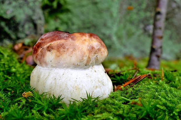 hríb sosnový Boletus pinophilus Pil. et Dermek in Pil.