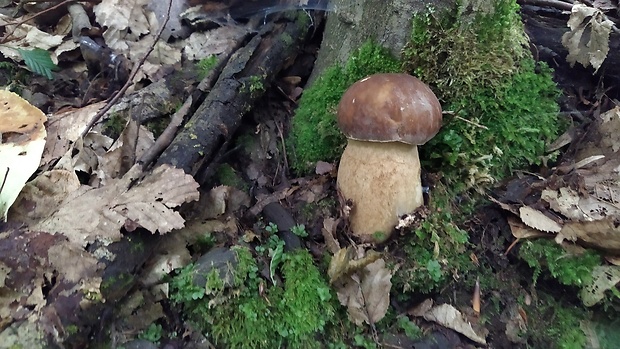 hríb dubový Boletus reticulatus Schaeff.