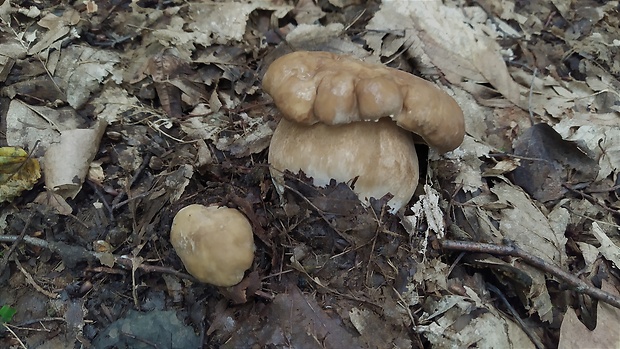 hríb dubový Boletus reticulatus Schaeff.