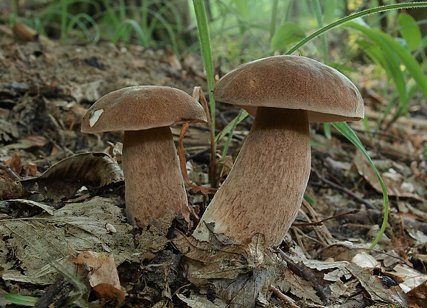 hríb dubový Boletus reticulatus Schaeff.