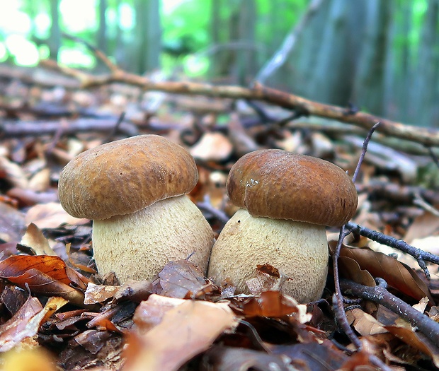 hríb dubový Boletus reticulatus Schaeff.