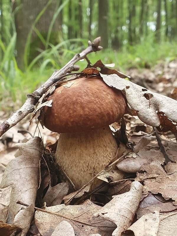 hríb dubový Boletus reticulatus Schaeff.