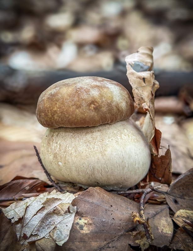 hríb dubový Boletus reticulatus Schaeff.