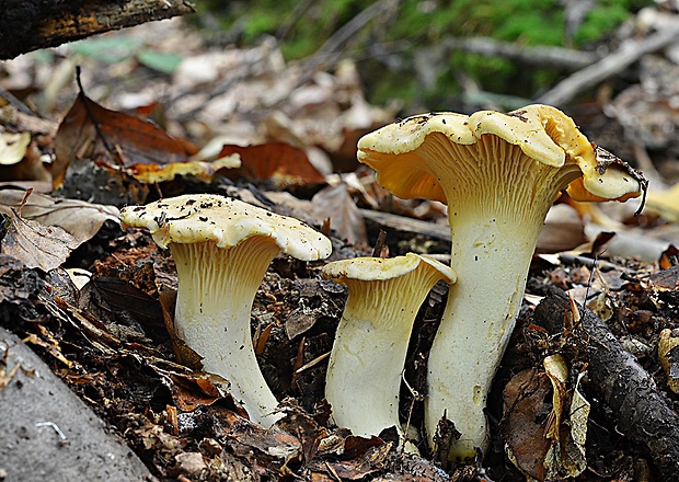 kuriatko jedlé Cantharellus cibarius Fr.