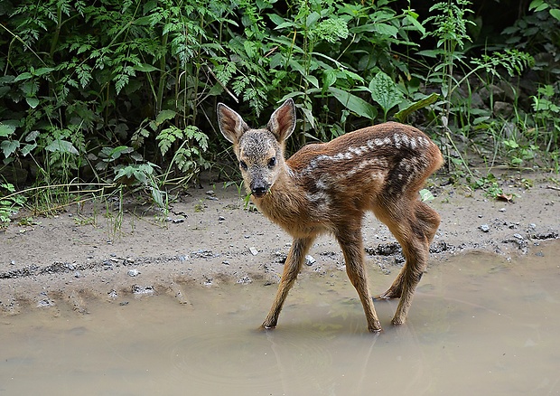 srnec lesný Capreolus capreolus