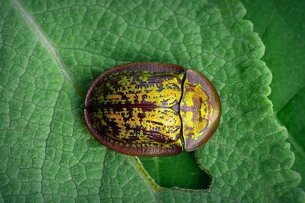 štítnatec kanálikový (sk) / štítonoš (cz) Cassida canaliculata (Laicharting, 1781)