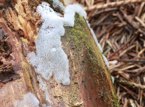 rohačka kríčkovitá, nerozvetvená varieta Ceratiomyxa fruticulosa var. descendens Emoto (1933)