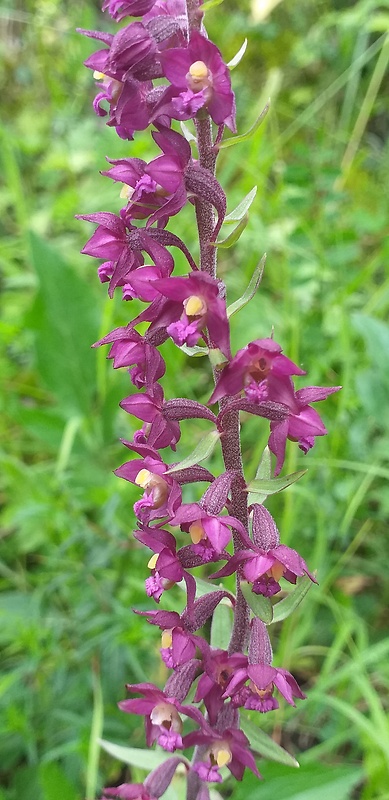 kruštík tmavočervený pravý Epipactis atrorubens subsp. atrorubens (Hoffm.) Besser