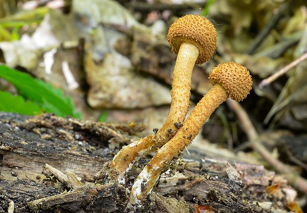 flamulaster ovešaný Flammulaster muricatus (Fr.) Watling