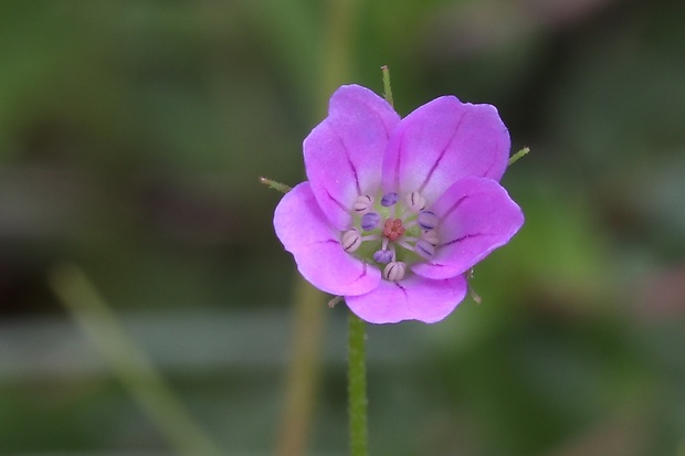 pakost holubí Geranium columbinum L.