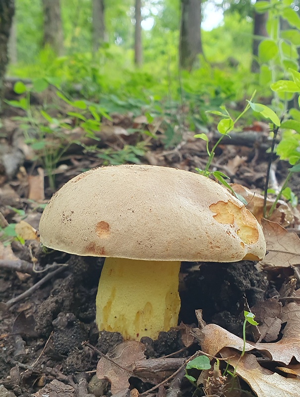 hríb plavý Hemileccinum impolitum (Fr.) Šutara