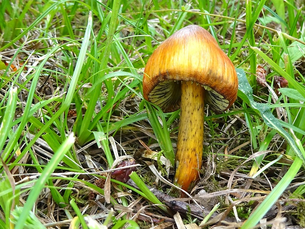 lúčnica kužeľovitá Hygrocybe conica (Schaeff.) P. Kumm.