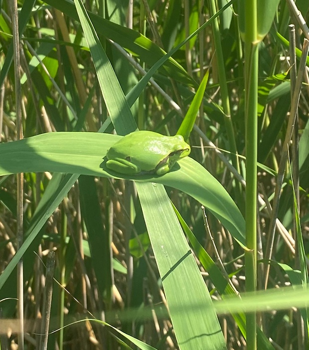 rosnička zelená Hyla arborea