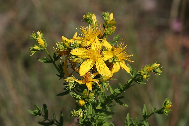 ľubovník bodkovaný Hypericum perforatum L.