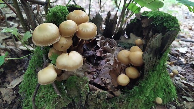 šupinačka menlivá Kuehneromyces mutabilis (Schaeff.) Singer & A.H. Sm.