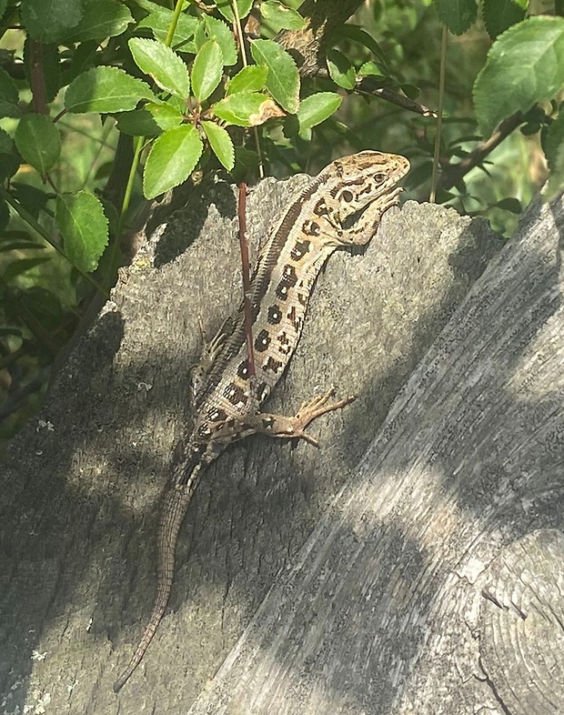 jašterica krátkohlavá Lacerta agilis L.