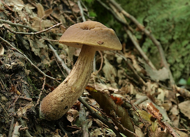 kozák hrabový Leccinum pseudoscabrum (Kallenb.) Šutara