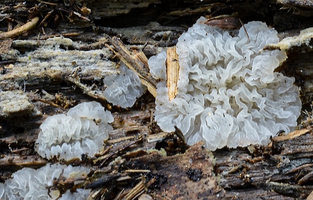 žilnačka Lindtnerova Lilaceophlebia tremelloidea (Bres.) Zmitr.