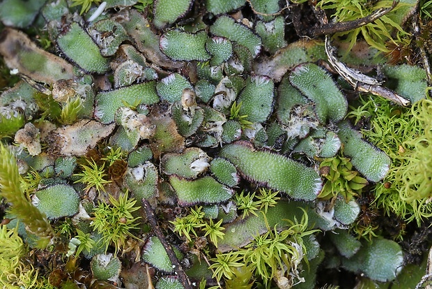 grimaldia  Mannia fragrans