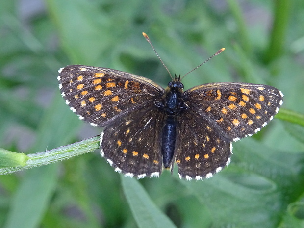 hnedáčik skorocelový Melitaea athalia