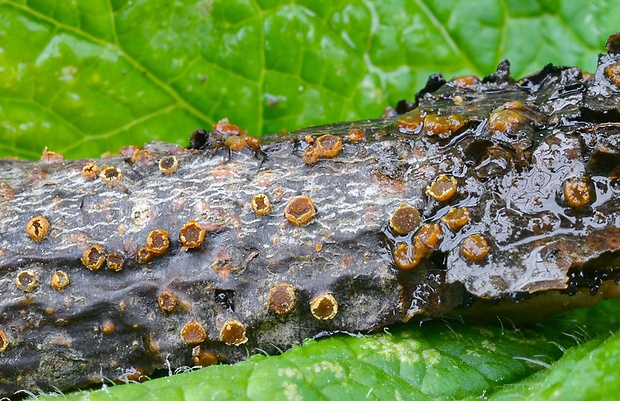 očko vŕbové Pezicula ocellata (Pers.) Seaver