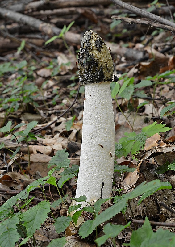 hadovka smradľavá Phallus impudicus L.