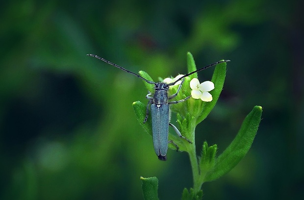 vrzúnik (sk) / kozlíček kovolesklý (cz) Phytoecia coerulescens (Scopoli, 1763)