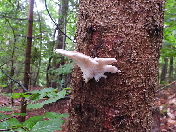 hliva Pleurotus sp.