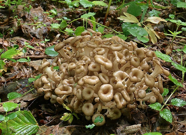 trúdnik klobúčkatý Polyporus umbellatus (Pers.) Fr.