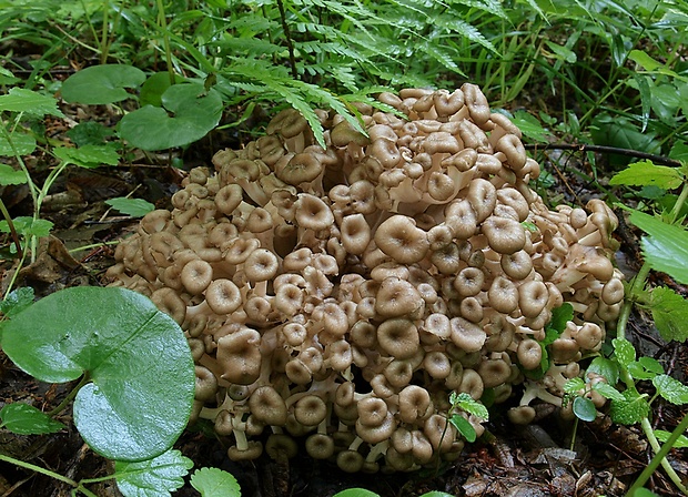 trúdnik klobúčkatý Polyporus umbellatus (Pers.) Fr.