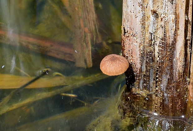 drobuľka pálková Psathyrella typhae (Kalchbr.) A. Pearson & Dennis