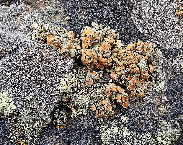 lekanora oranžová Rhizoplaca chrysoleuca (Sm.) Zopf