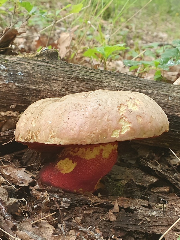 hríb purpurový Rubroboletus rhodoxanthus Kuan Zhao &amp; Zhu L. Yang