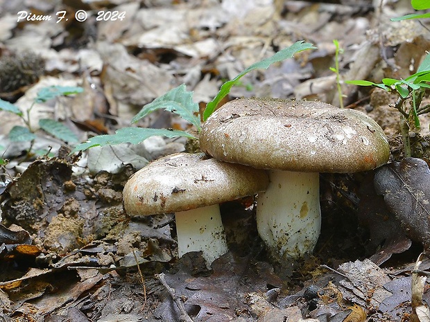 plávka černejúca Russula nigricans Fr.