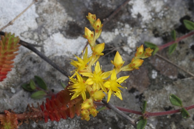 rozchodník šesťradový Sedum sexangulare L.