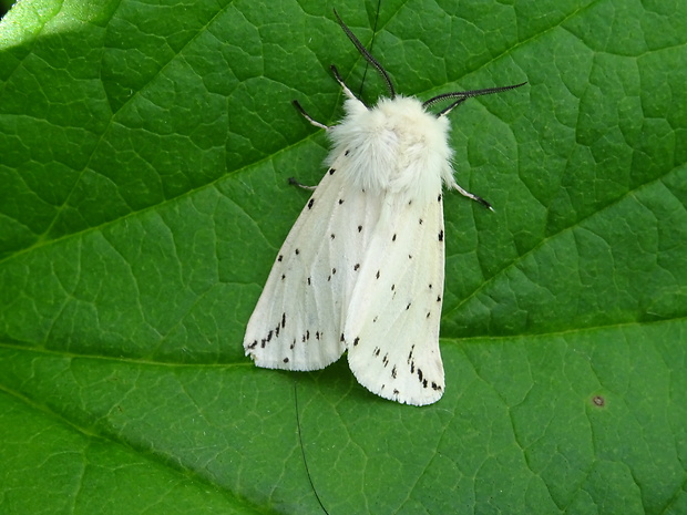 spriadač obyčajný Spilosoma lubricipeda