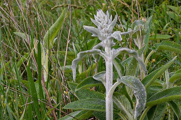 čistec Stachys sp.