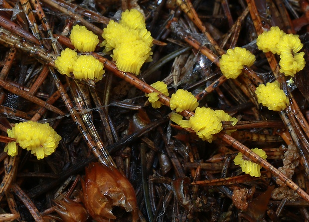 pazderka Stemonitis sp.