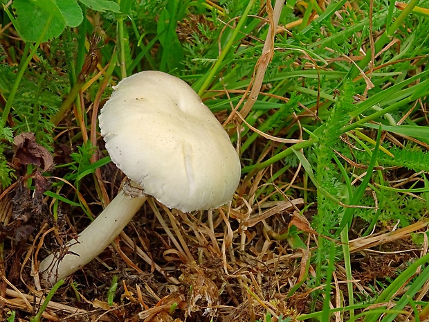 golierovka tmavovýtrusná Stropharia melanosperma (Bull.) Gillet