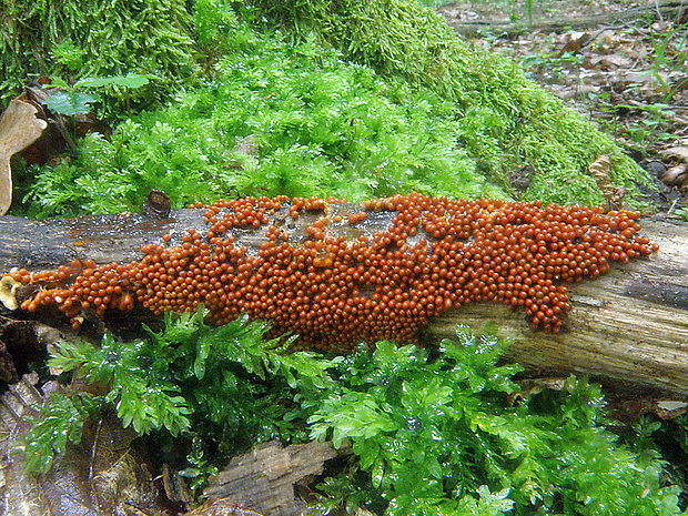 vlasnačka Trichia sp.