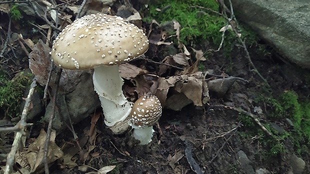 muchotrávka tigrovaná Amanita pantherina (DC.) Krombh.