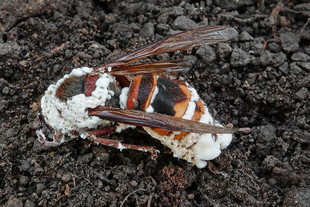 bovéria Beauveria sp.