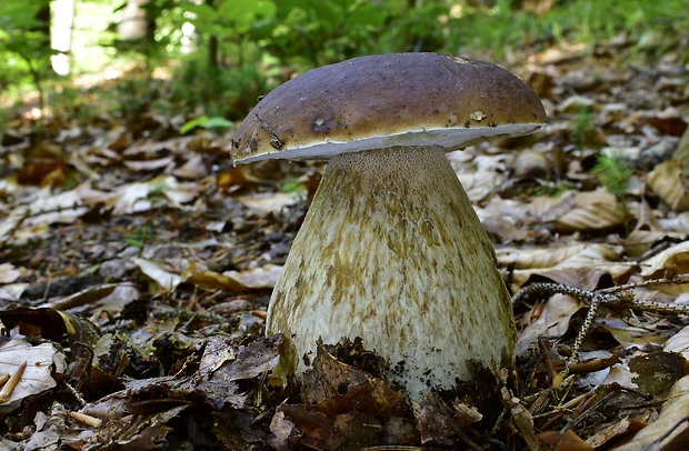 hríb smrekový Boletus edulis Bull.