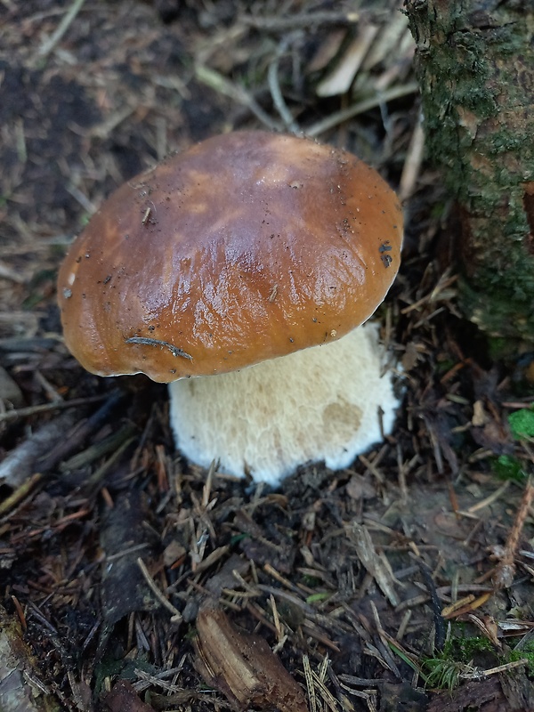 hríb smrekový Boletus edulis Bull.