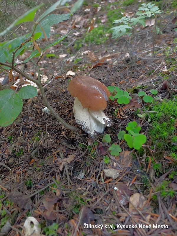 hríb smrekový Boletus edulis Bull.