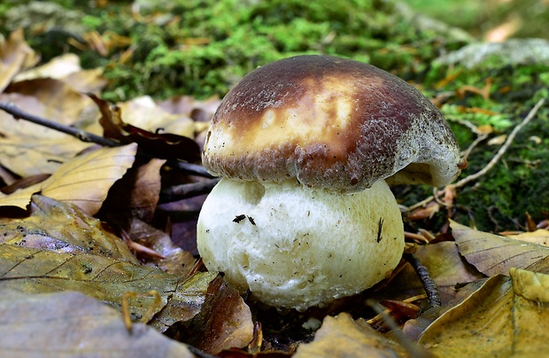 hríb sosnový Boletus pinophilus Pil. et Dermek in Pil.