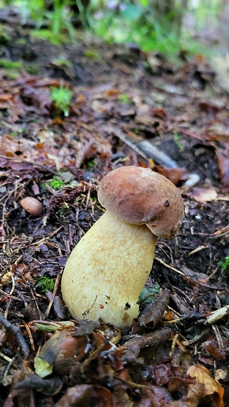 hríb dubový Boletus reticulatus Schaeff.